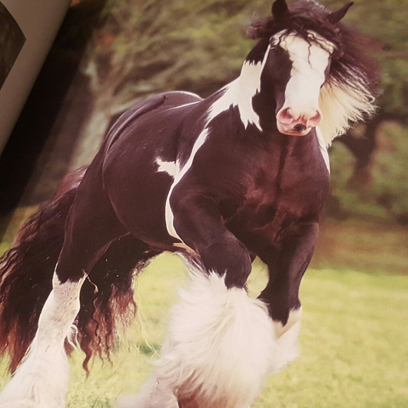 HORSES CUBE BOOK EXCELLENT CONDITION - Picture 6 of 12